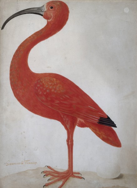 Scarlet Ibis with an Egg, um 1700.