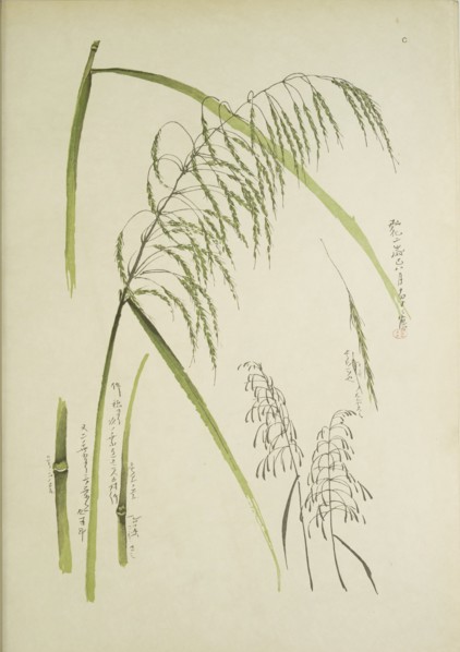 Study of grass. From: Le Japon Artistique. Documents d'art et d'industrie réunis, May 1888, 1845.