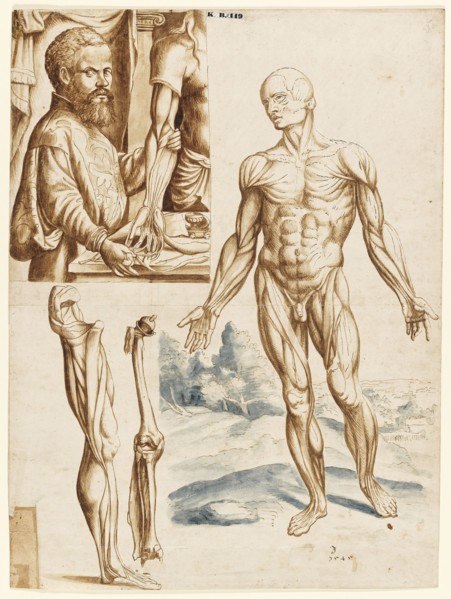 Écorché with Portrait of Andreas Vesalius (1514-1564), 1545.