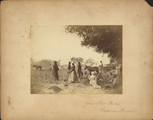 Slaves working in the sweet potato fields on the Hopkinson plantation, 1862.