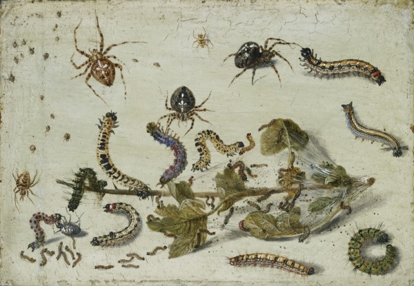 Various Spiders and Caterpillars, with a Sprig of Gooseberry, early 1650s. Artist: Jan van Kessel.