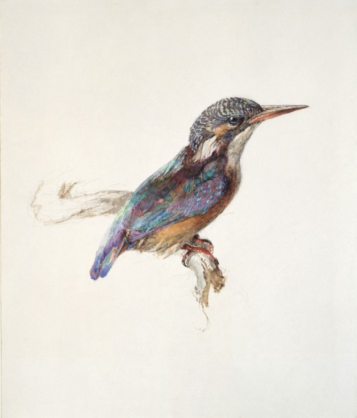 Study of a Kingfisher, with dominant Reference to Colour, probably October 1871. Artist: John Ruskin.