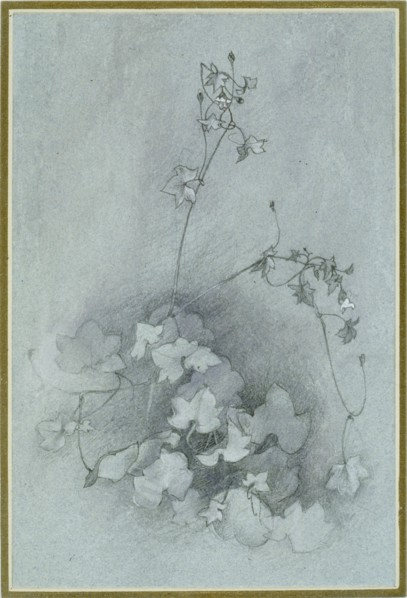 Ivy-Leaved Toadflax ('Oxford Ivy'), 1852. Artist: John Ruskin.