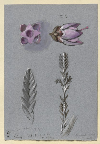 Four Studies of Ling, probably 14 September 1869. Artist: John Ruskin.