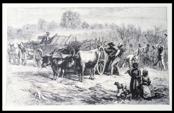 Harvesting sugar cane in a Louisiana plantation, engraving.