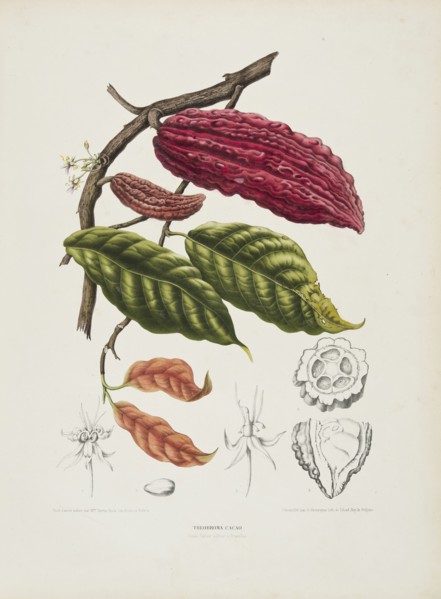 Theobroma, (Cacao tree), c1840-1890. Creator: Berthe Hoola van Nooten.