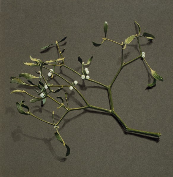 Viscum album L (Mistletoe), c1870-1920. Creator: Harold Drinkwater.