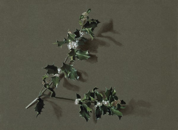 Ilex aquifolium L. (Common Holly), c1870-1920. Creator: Harold Drinkwater.