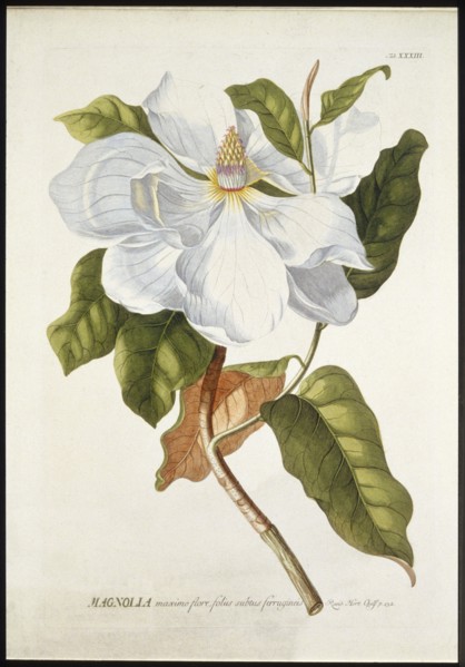 Magnolia Maxime Flore, c1740-1770. Creator: Georg Dionysius Ehret.