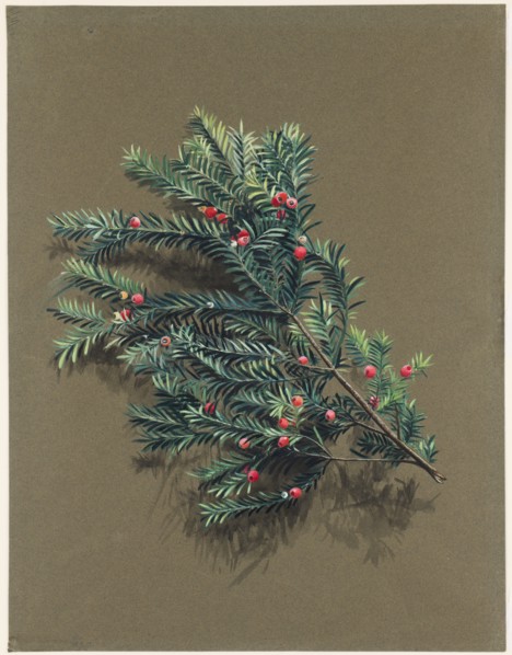 Taxus baccata L. (Yew), c1903 -1915. Creator: Harold Drinkwater.
