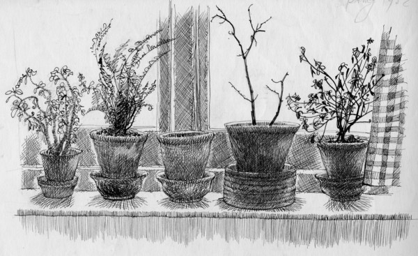Dead plants on a windowsill, 1952. Creator: Shirley Markham.