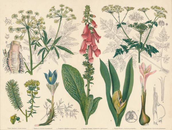 British Poisonous Plants', mid-late 19th century.