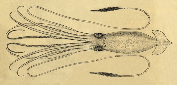 A Diagram of the Giant Squid', 1881.