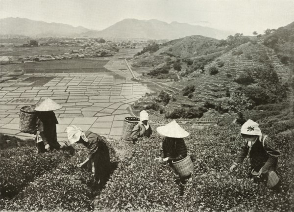 Tea on the Hills and Rice on the Plains', 1910.
