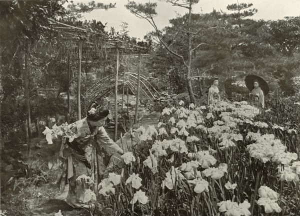 In An Iris Garden', 1910.