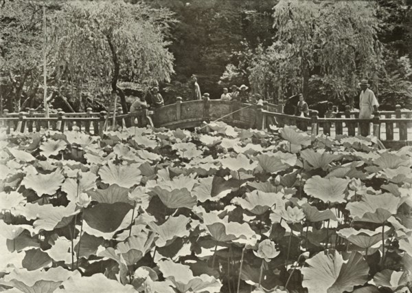 A Lotus Pond', 1910.