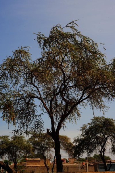 Zaña, Lambayeque, Peru, 2015.