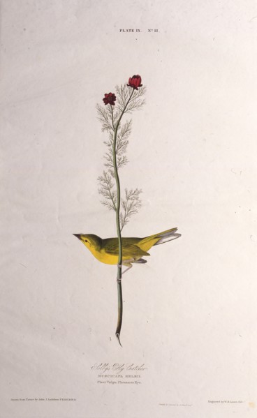 Selby's Fly Catcher. From "The Birds of America", 1827-1838.