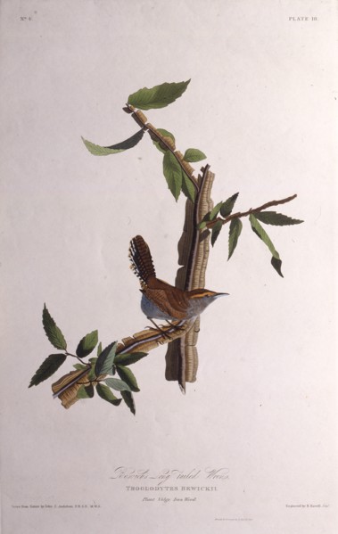 The Bewick's wren. From "The Birds of America", 1827-1838.