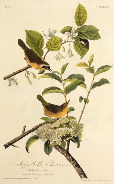 The Maryland Yellowthroat. From "The Birds of America", 1827-1838.