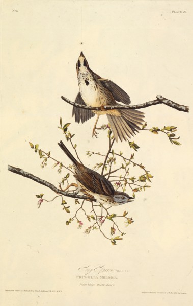 The song sparrow. From "The Birds of America", 1827-1838.