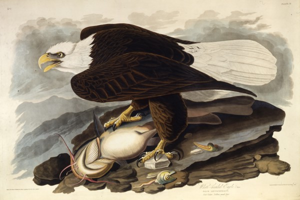 The bald eagle. From "The Birds of America", 1827-1838.