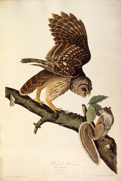 The barred owl. From "The Birds of America", 1827-1838.