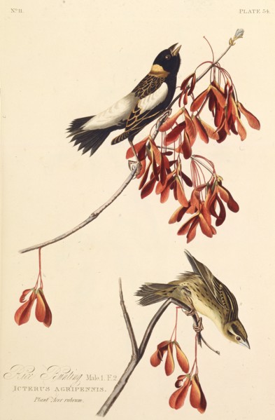 The Ricebird. From "The Birds of America", 1827-1838.