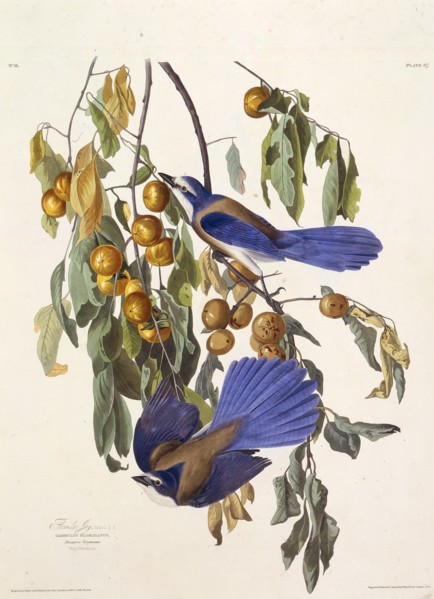 The Florida scrub jay. From "The Birds of America", 1827-1838.