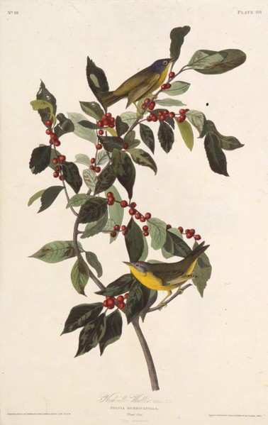 The Nashville warbler. From "The Birds of America", 1827-1838.
