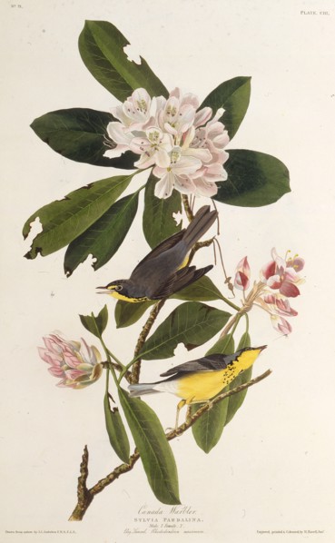 The Canada warbler. From "The Birds of America", 1827-1838.