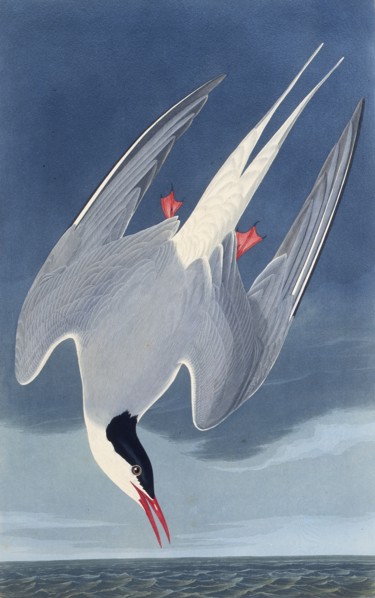The Arctic tern. From "The Birds of America", 1827-1838.