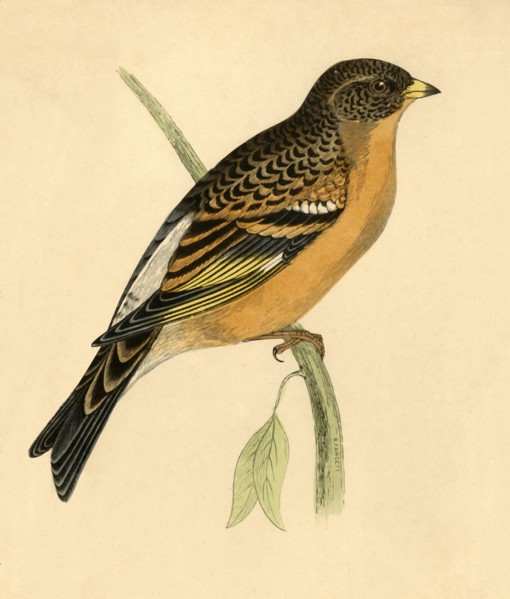 Mountain Finch', late 19th century.