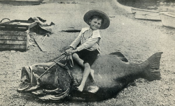 A Fishy Steed! - A Black Sea-Bass - weight 363 pounds', 1901.