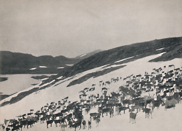 Reindeer on the Mountains', 1914.
