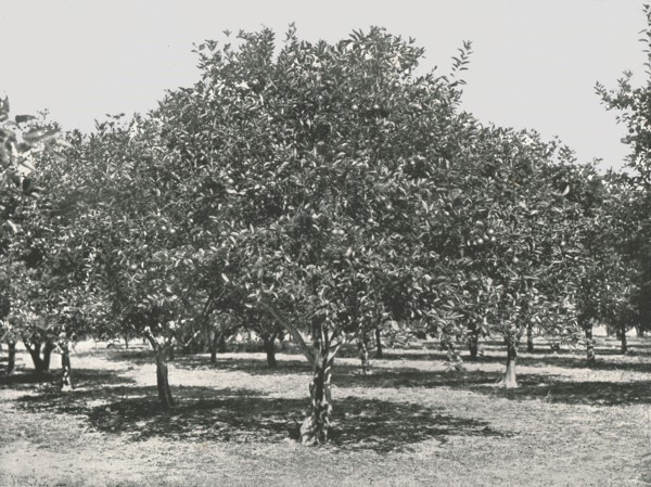 An orange grove near the city, St Augustine, USA, 1895.