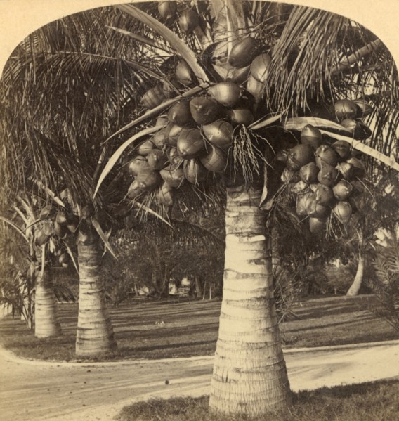 Cocoanut Trees in the white sands of Florida. USA', c1900.