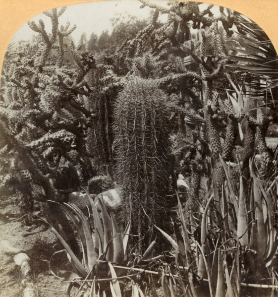 Cactus Garden, Cragin Place, Lake Worth, Florida', c1900.