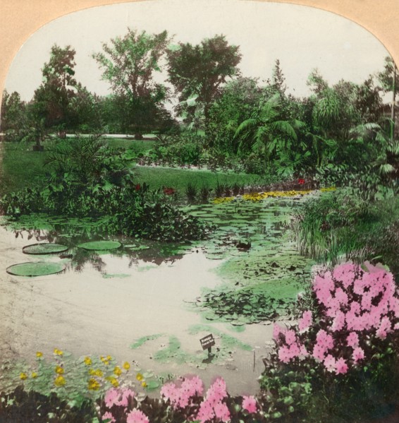 Lily Pond, Tower Grove Park, St. Louis, Mo., U.S.A.', 1897.