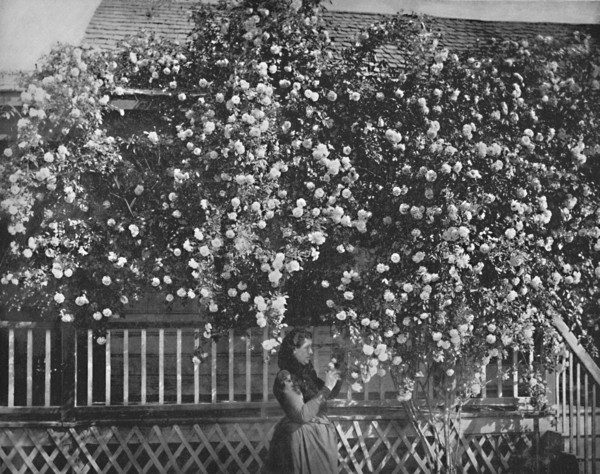A Rose-Decked Home, Southern California', c1897.