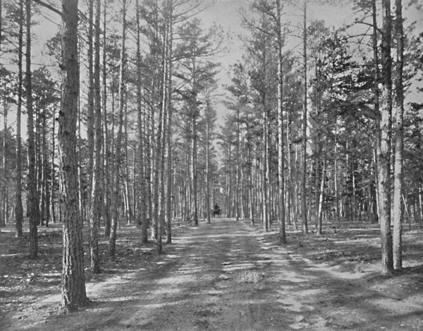 Drive in Piney Wods Park, Lakewood, New Jersey', c1897.