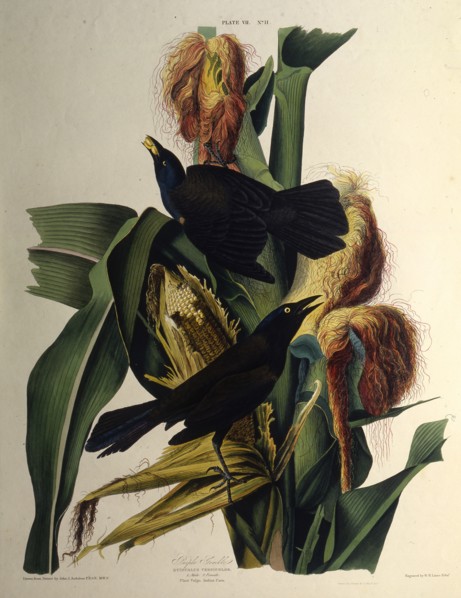 The common grackle. From "The Birds of America", 1827-1838.
