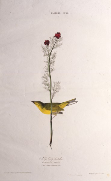 Selby's Fly Catcher. From "The Birds of America", 1827-1838.