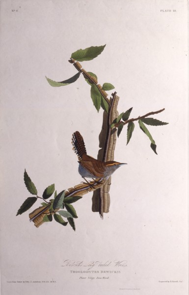 The Bewick's wren. From "The Birds of America", 1827-1838.