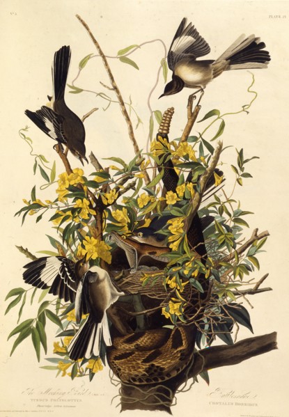 The northern mockingbird. From "The Birds of America", 1827-1838.