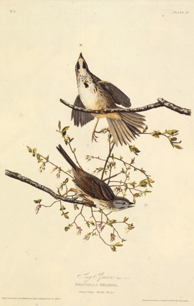 The song sparrow. From "The Birds of America", 1827-1838.