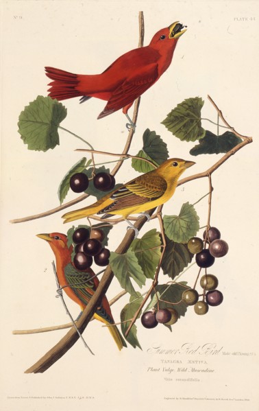 The Summer Red Bird. From "The Birds of America", 1827-1838.