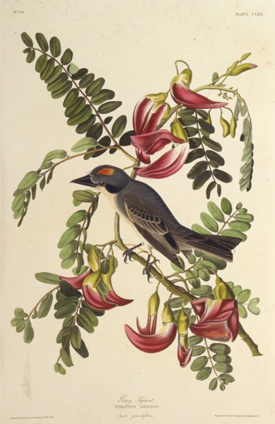 Gray Tyrant. From "The Birds of America", 1827-1838.