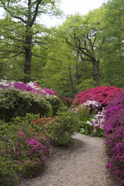 Isabella Plantation, Richmond Park, Richmond, Surrey, England, UK, 14/5/10.