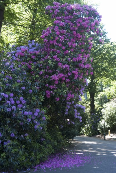 Rhododendrons,  Kenwood House